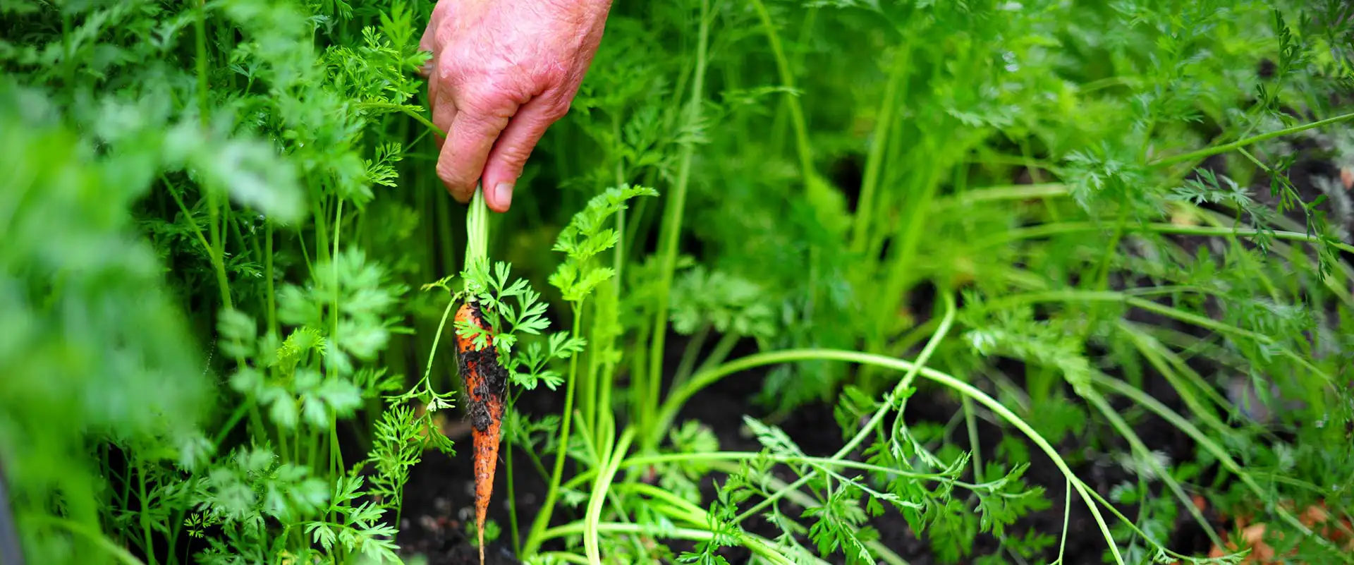 Carrot bed with one hand pulling a carrot out