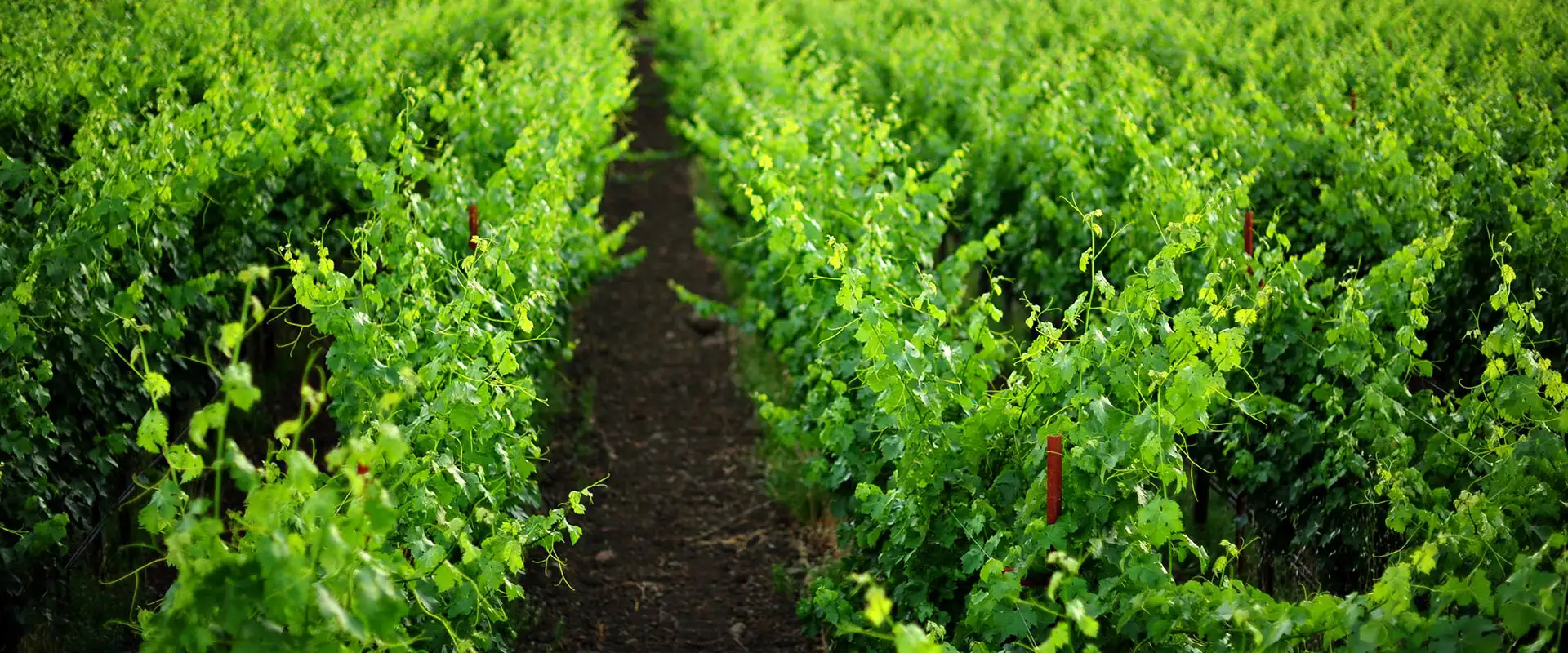 Green rows of wine grapes at the Stone Edge Farm MicroGrid